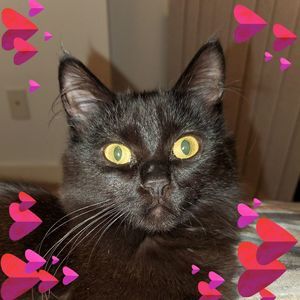 Meet your Posher, Lucy